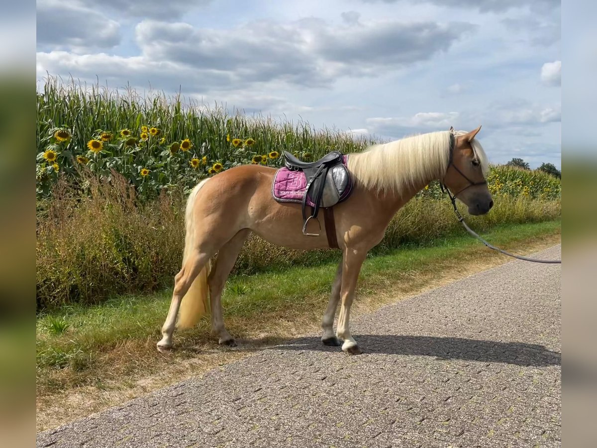 Haflinger Stute 3 Jahre 150 cm in Halle