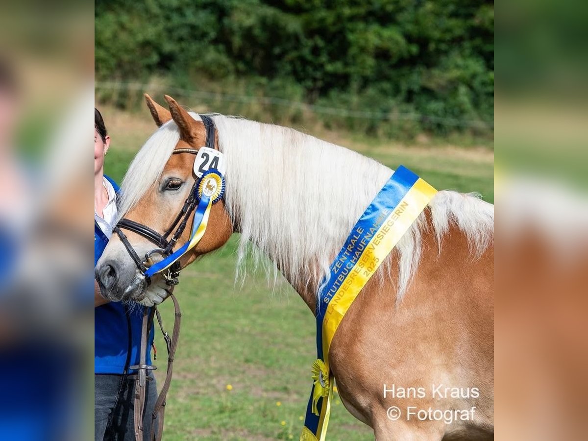 Haflinger Stute 3 Jahre 150 cm Fuchs in Raglitz