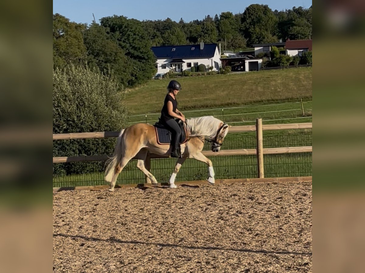 Haflinger Stute 3 Jahre 150 cm Fuchs in Engelsbrand