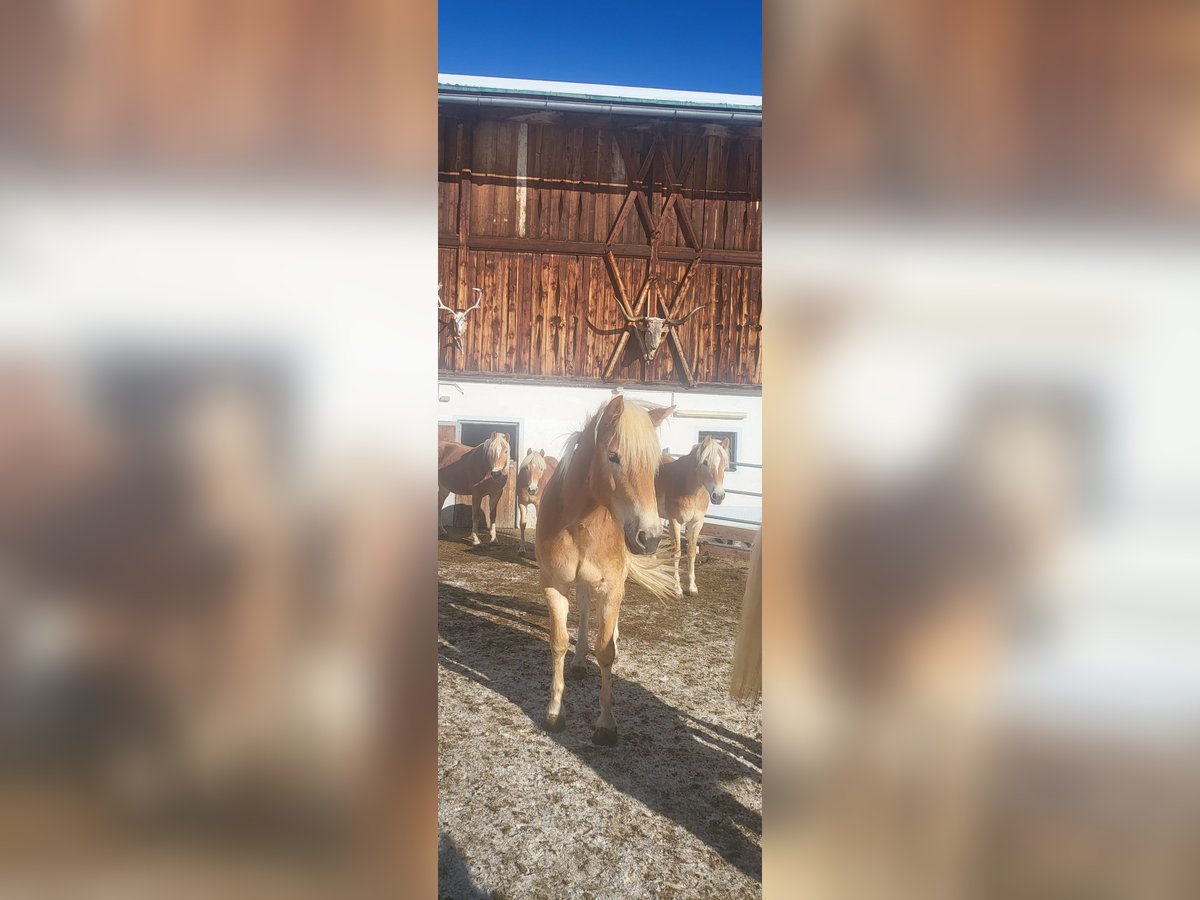Haflinger Stute 3 Jahre 151 cm in St. Sigmund im Sellrain