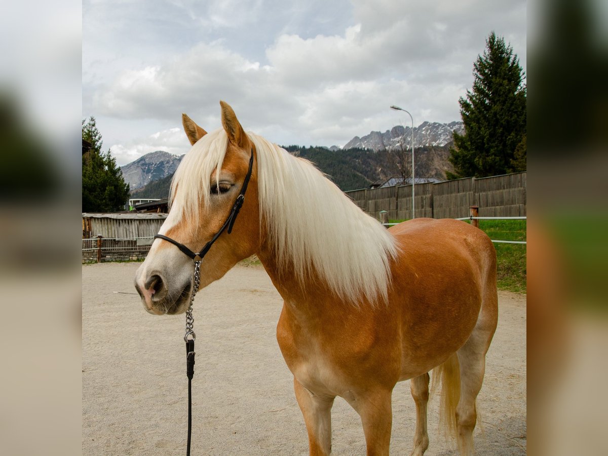Haflinger Stute 3 Jahre 151 cm Fuchs in Saalfelden