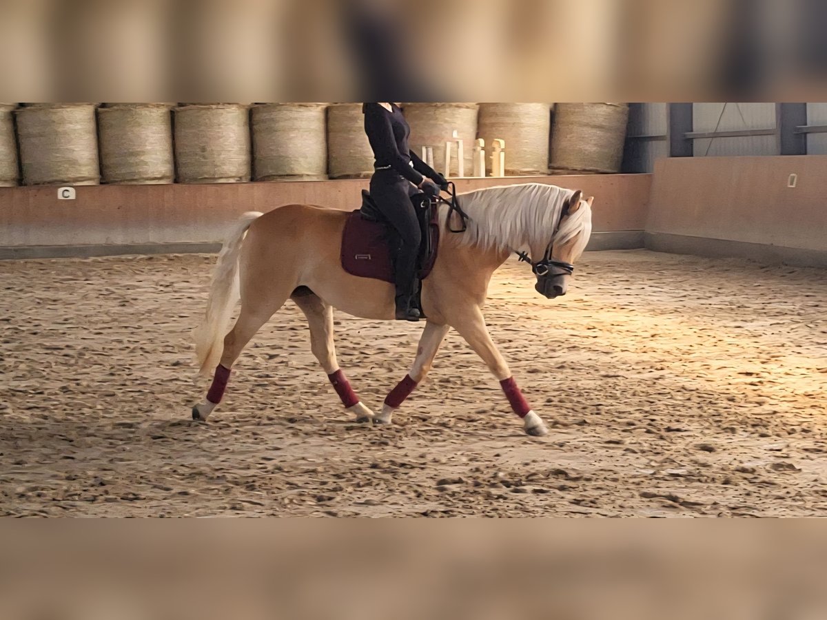 Haflinger Stute 3 Jahre 151 cm Fuchs in Schortens