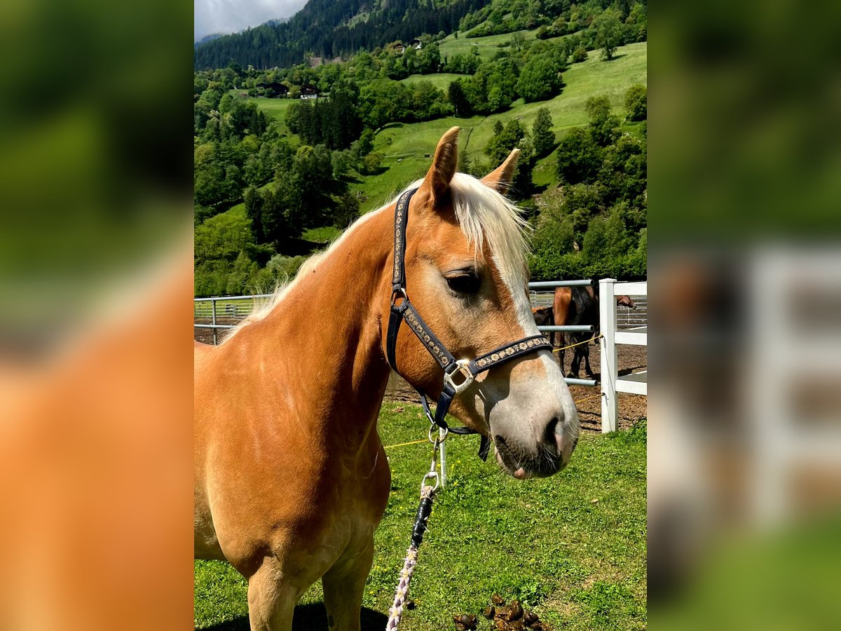 Haflinger Stute 3 Jahre 152 cm in St.Leonhard in Passeier