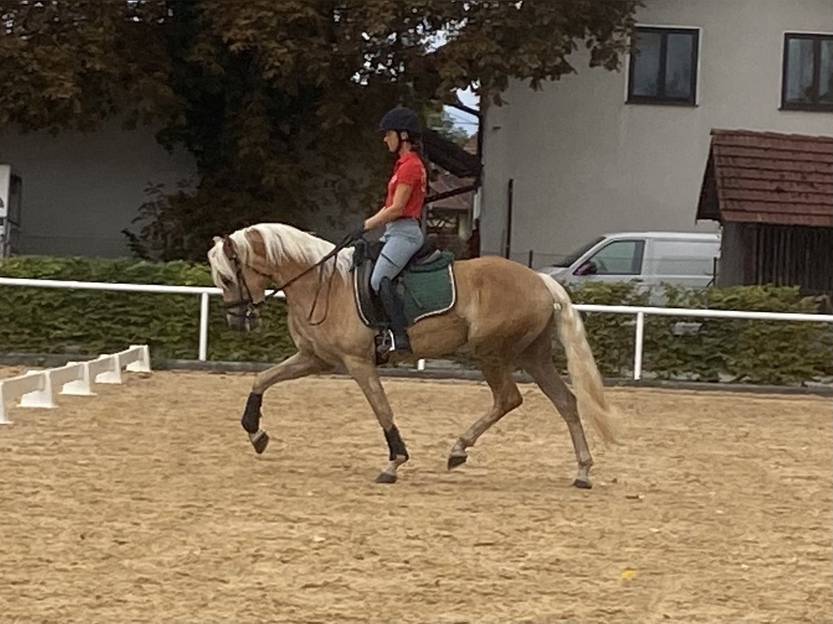 Haflinger Stute 3 Jahre 152 cm Fuchs in K&#xF6;tschach