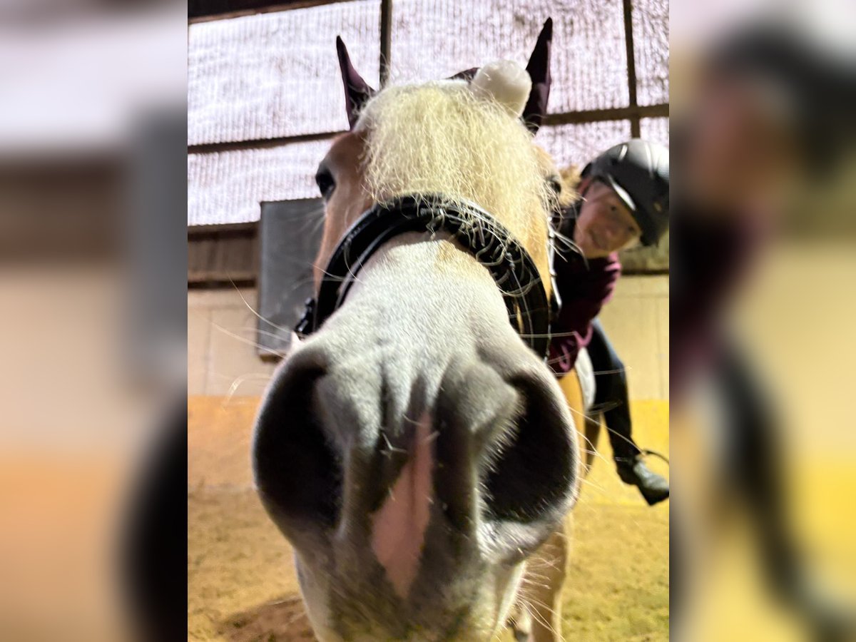 Haflinger Stute 3 Jahre in St. Georgen an der Gusen