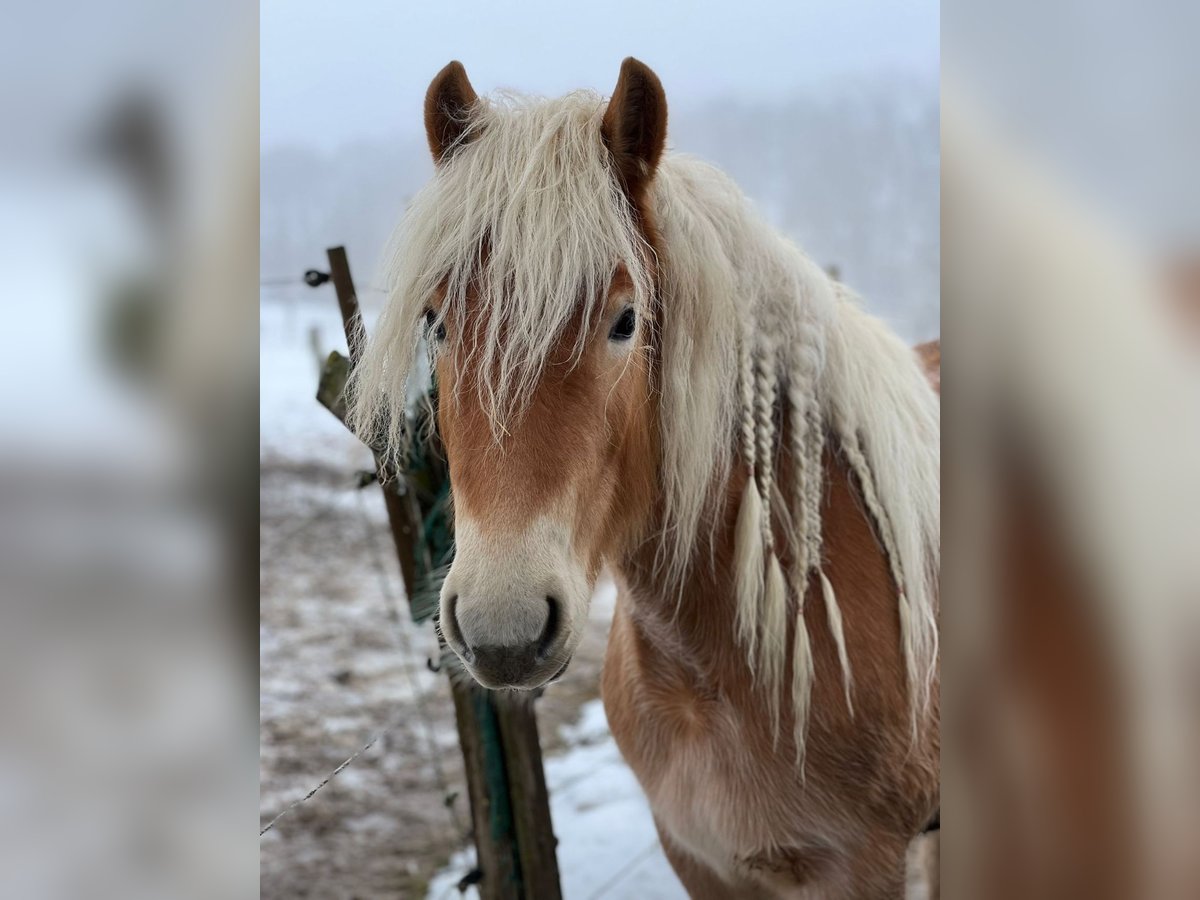 Haflinger Stute 3 Jahre Fuchs in M&#xF6;nchengladbach