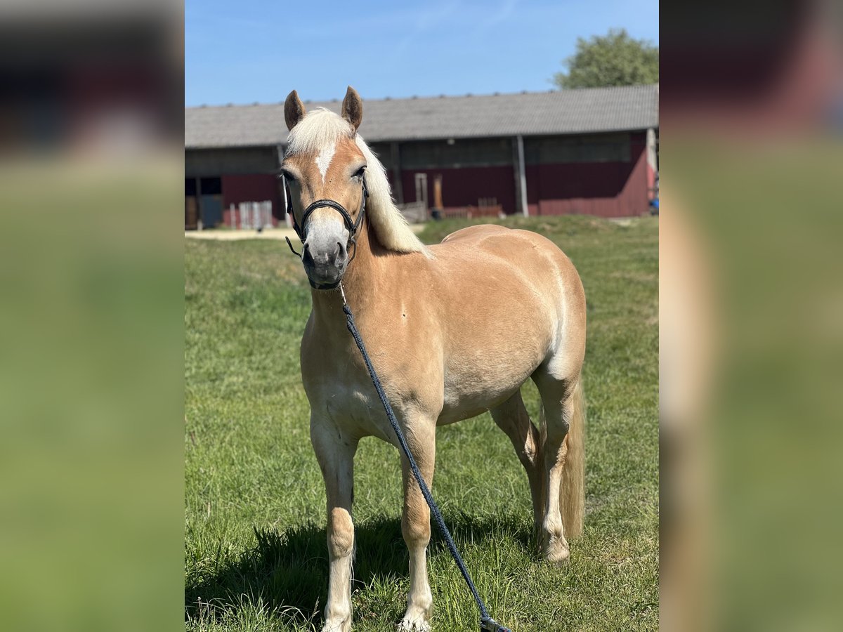 Haflinger Stute 4 Jahre 140 cm Fuchs in Stuhr