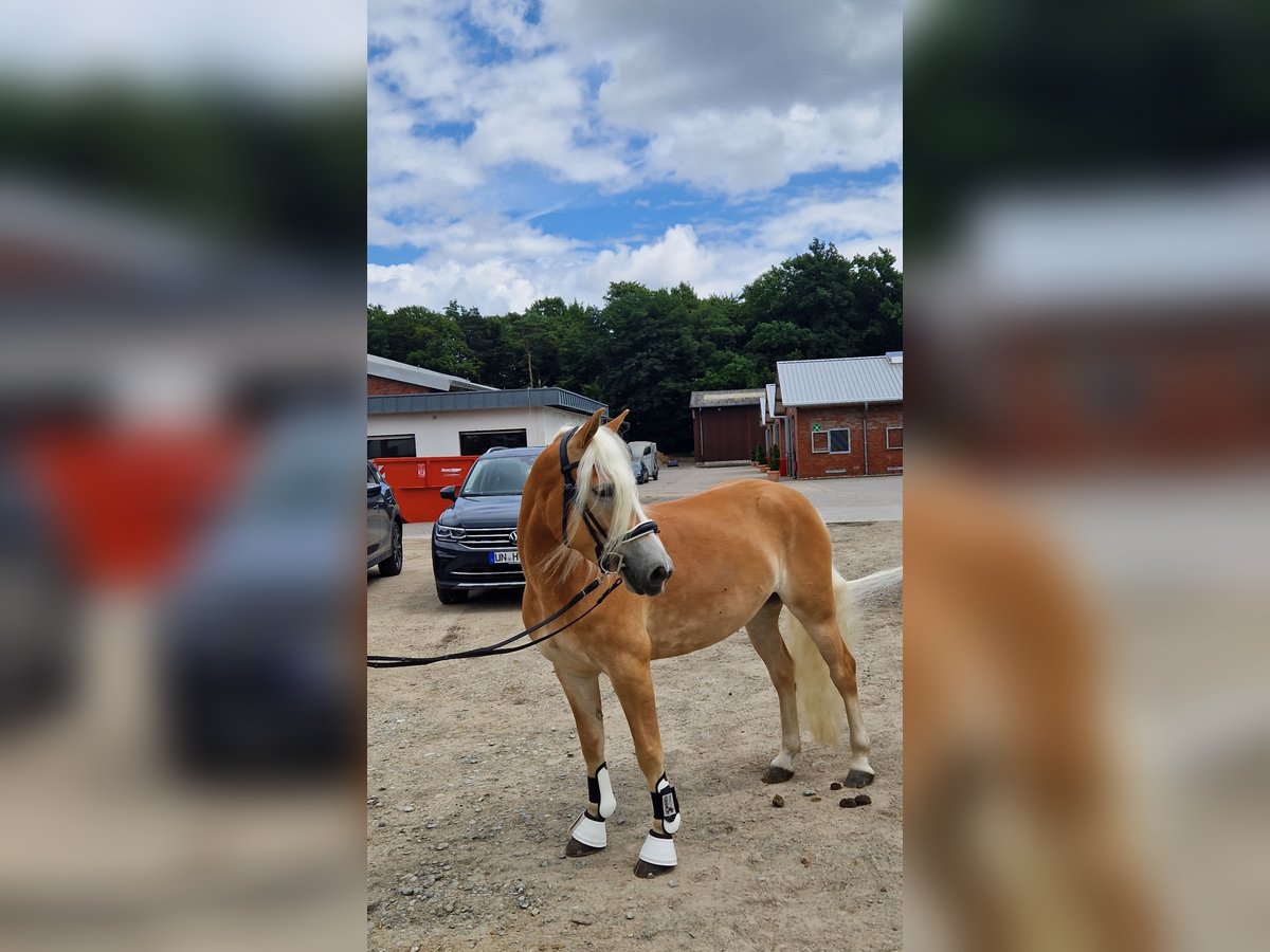 Haflinger Stute 4 Jahre 142 cm Fuchs in Selm