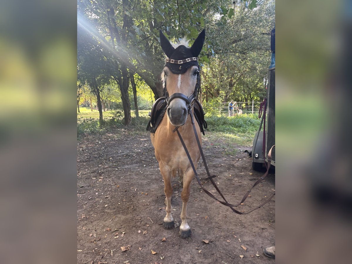 Haflinger Stute 4 Jahre 145 cm Fuchs in MertesheimBattenberh Haflinger Stute 4 Jahre 145 cm Fuchs in MertesheimBattenberh