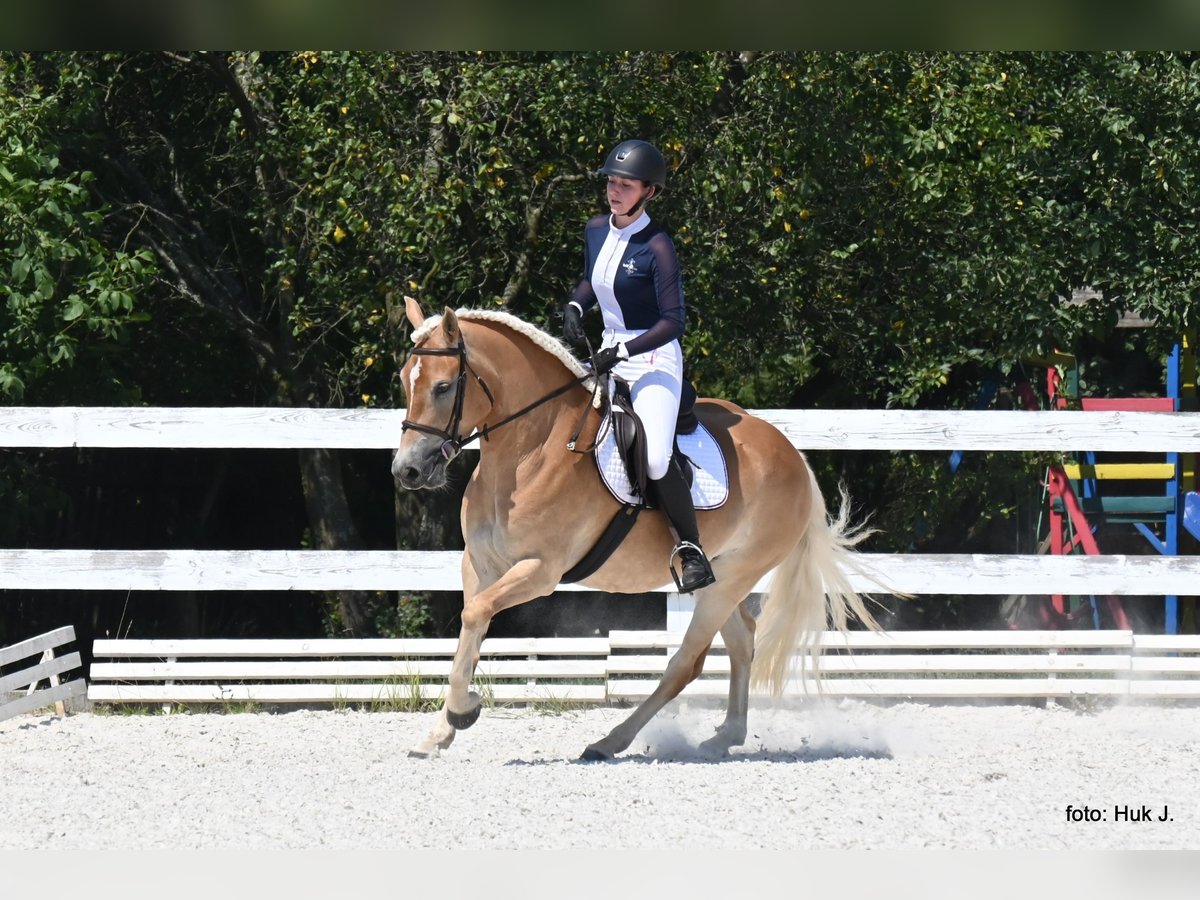 Haflinger Stute 4 Jahre 147 cm Dunkelfuchs in Tuhan