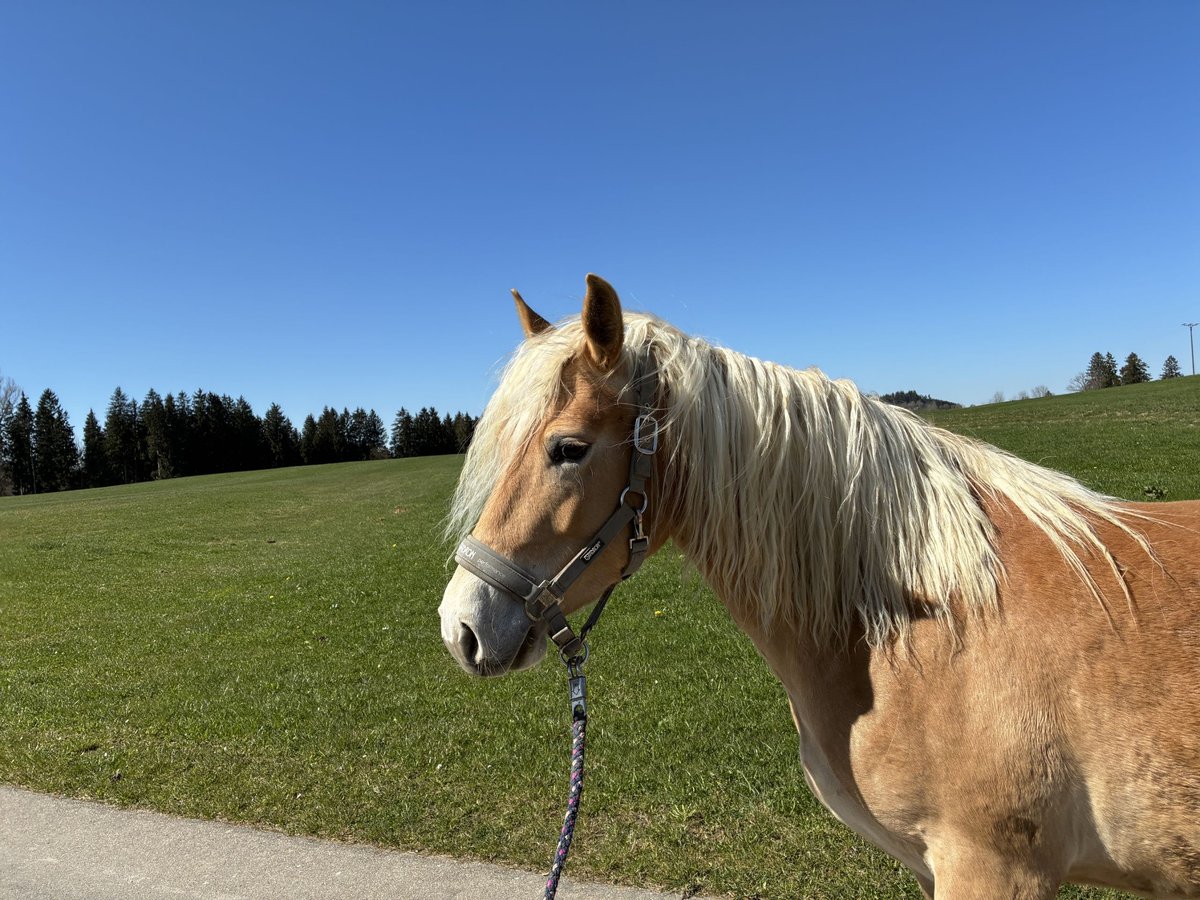 Haflinger Stute 4 Jahre 148 cm in Leutkirch im Allg&#xE4;u