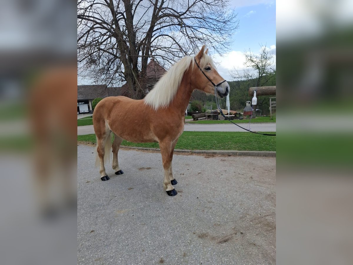 Haflinger Stute 4 Jahre 148 cm Fuchs in Edelschrott