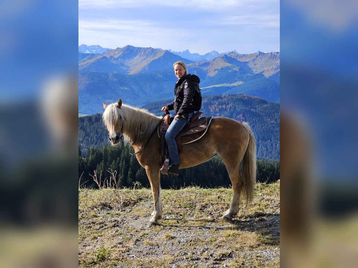 Haflinger Stute 4 Jahre 150 cm Champagne in Achenkirch