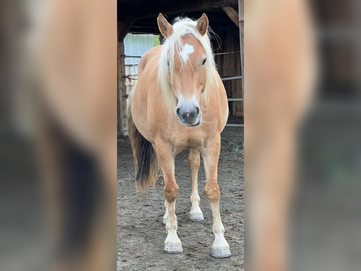 Haflinger Stute 4 Jahre 150 cm in Weiz Haflinger Stute 4 Jahre 150 cm in Weiz
