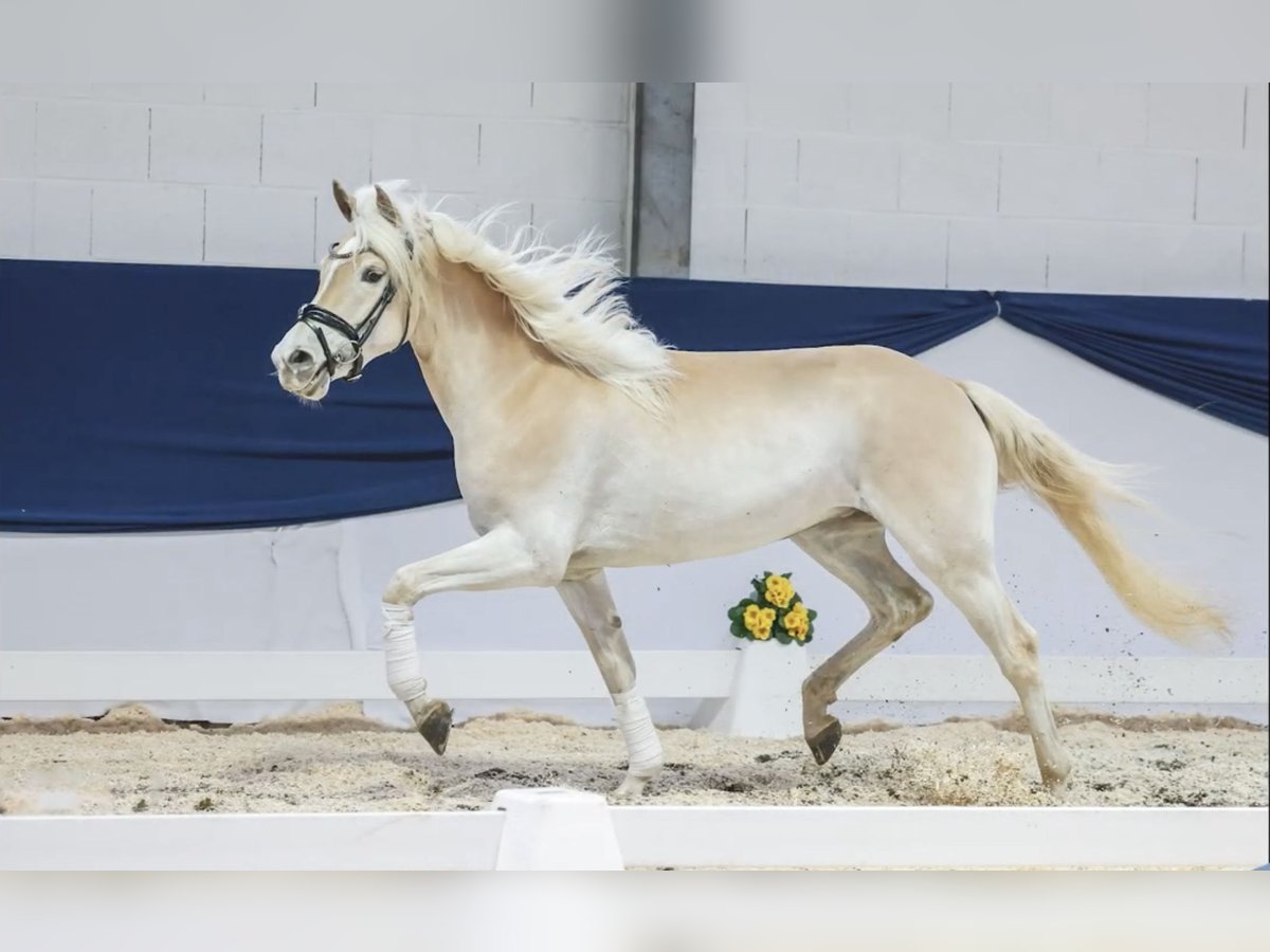 Haflinger Stute 4 Jahre 150 cm Fuchs in H&#xFC;llhorst