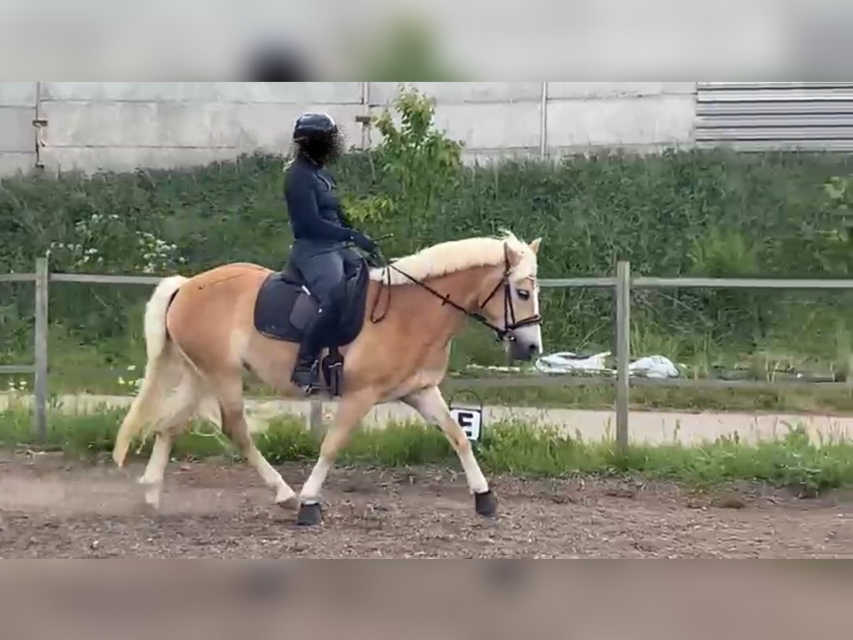 Haflinger Stute 4 Jahre 150 cm Fuchs in Z&#xFC;ssow