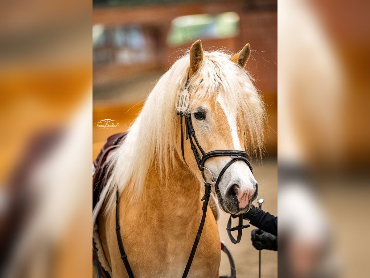 Haflinger Stute 4 Jahre 150 cm Fuchs in Simmerath