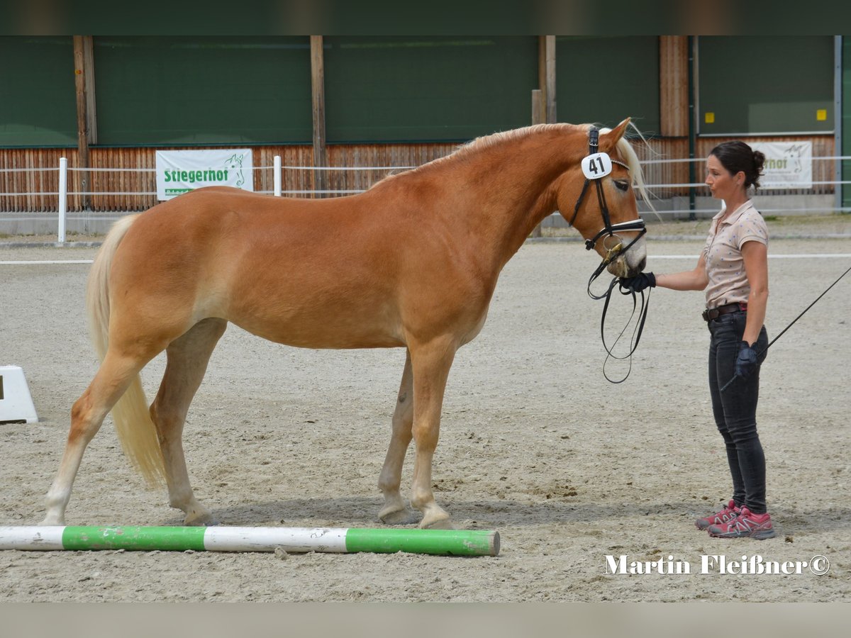 Haflinger Stute 4 Jahre 151 cm in Waben