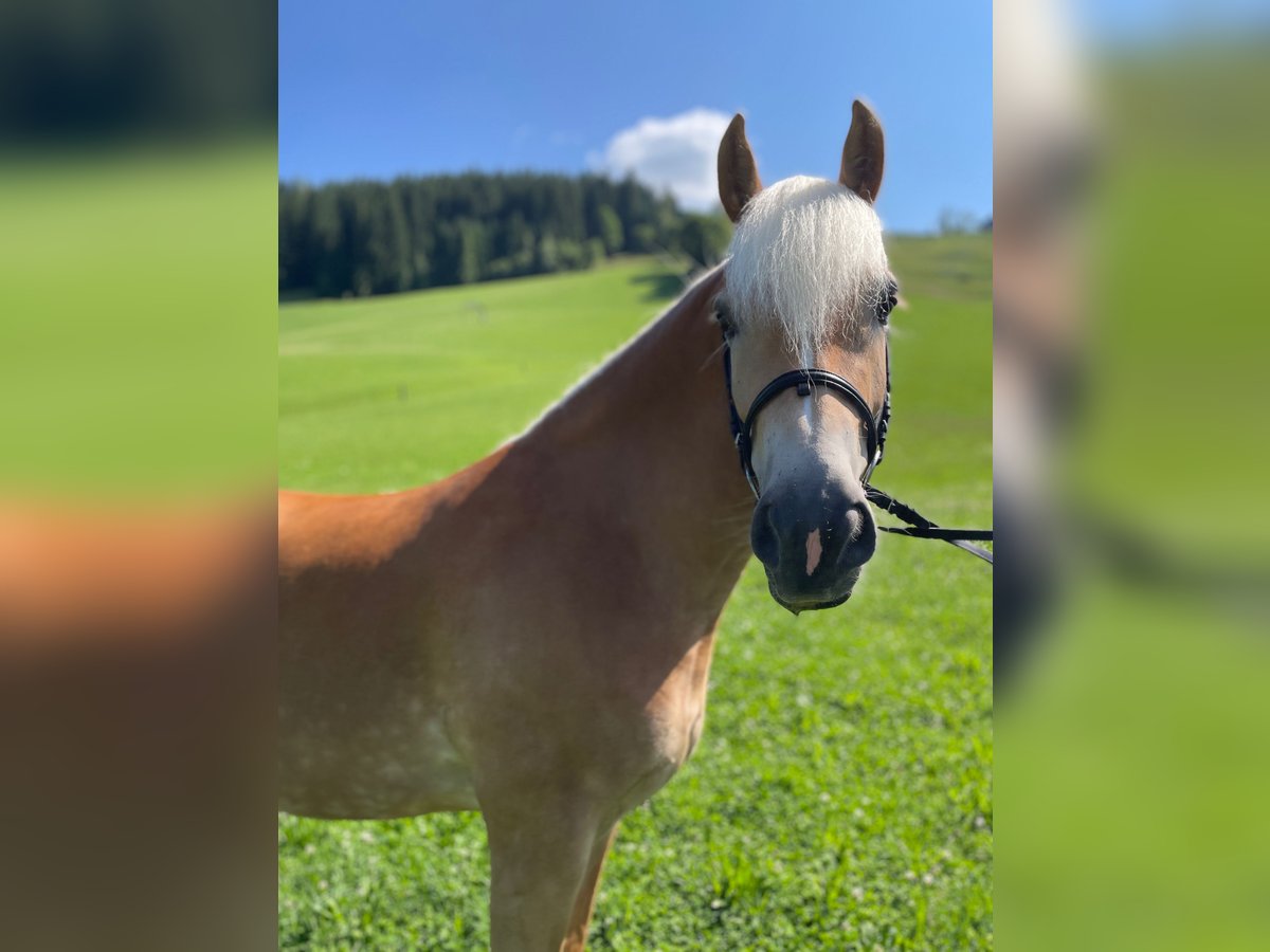 Haflinger Stute 4 Jahre 152 cm in Filzmoos