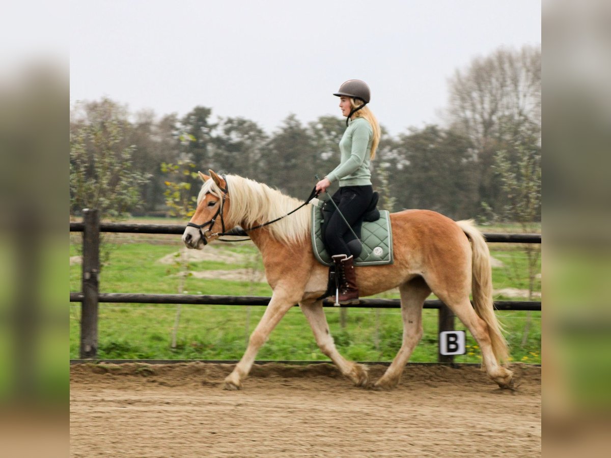 Haflinger Stute 4 Jahre 153 cm Hellbrauner in Rockanje