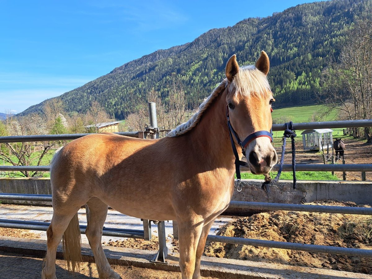 Haflinger Stute 4 Jahre in Baierdorf