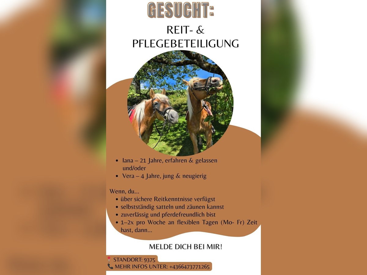 Haflinger Stute 4 Jahre in H&#xFC;ttenberg