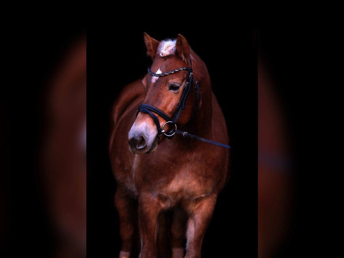 Haflinger Stute 5 Jahre 145 cm in Strass