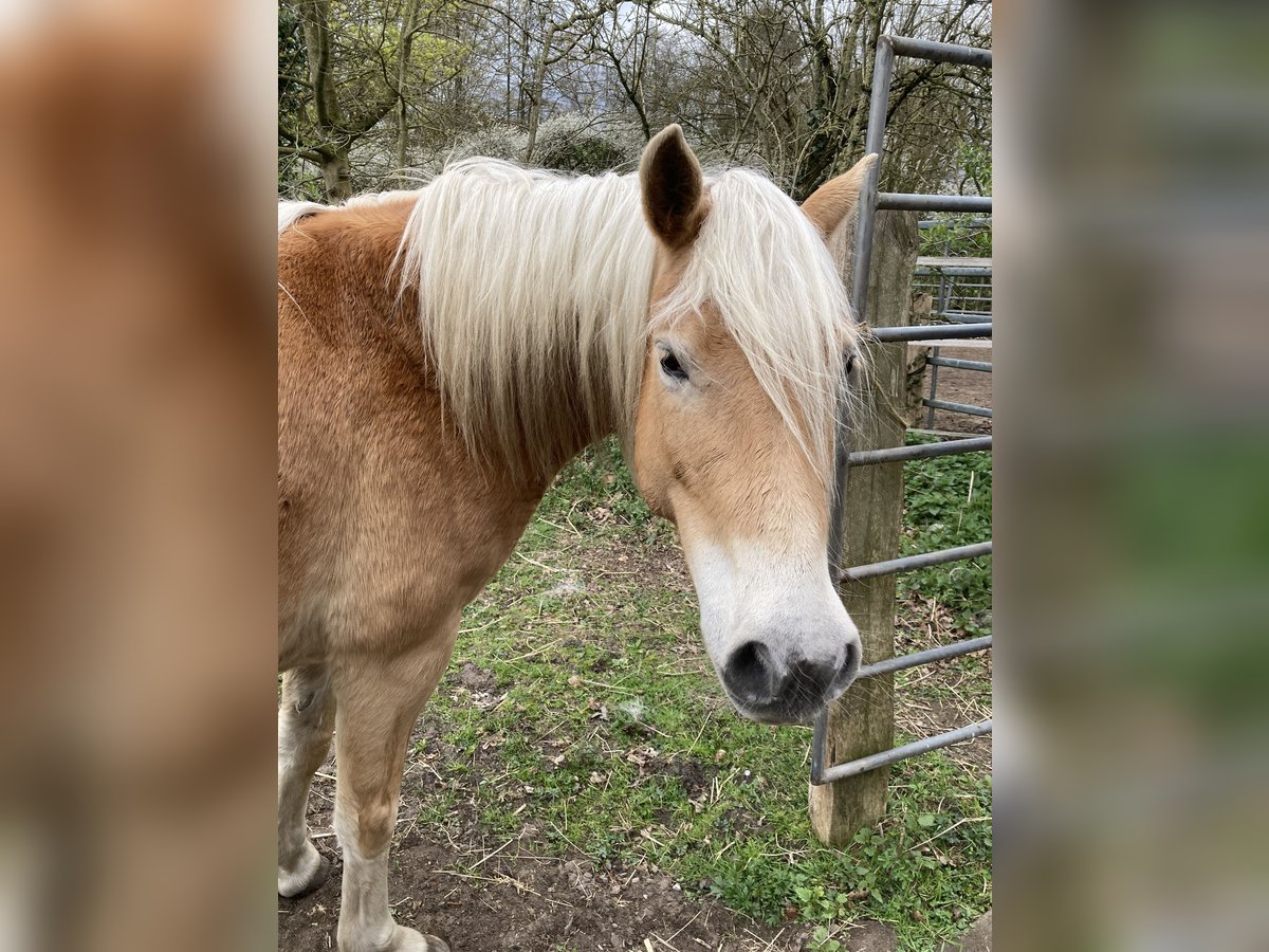 Haflinger Stute 5 Jahre 145 cm Fuchs in Hamburg Rahlstedt