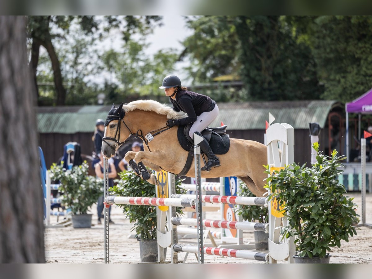 Haflinger Stute 5 Jahre 146 cm Fuchs in Limburgerhof