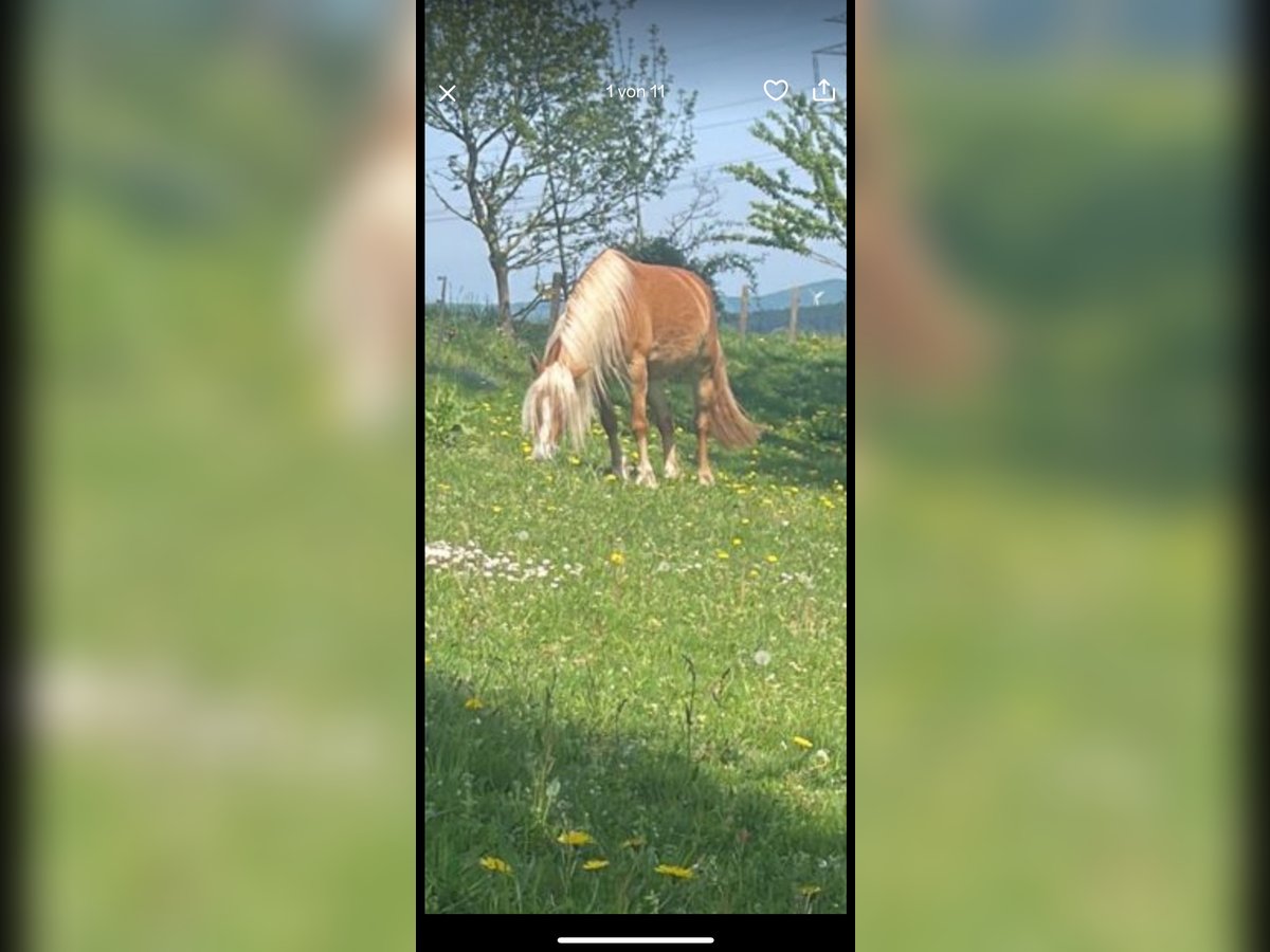 Haflinger Stute 5 Jahre 147 cm in Kalletal