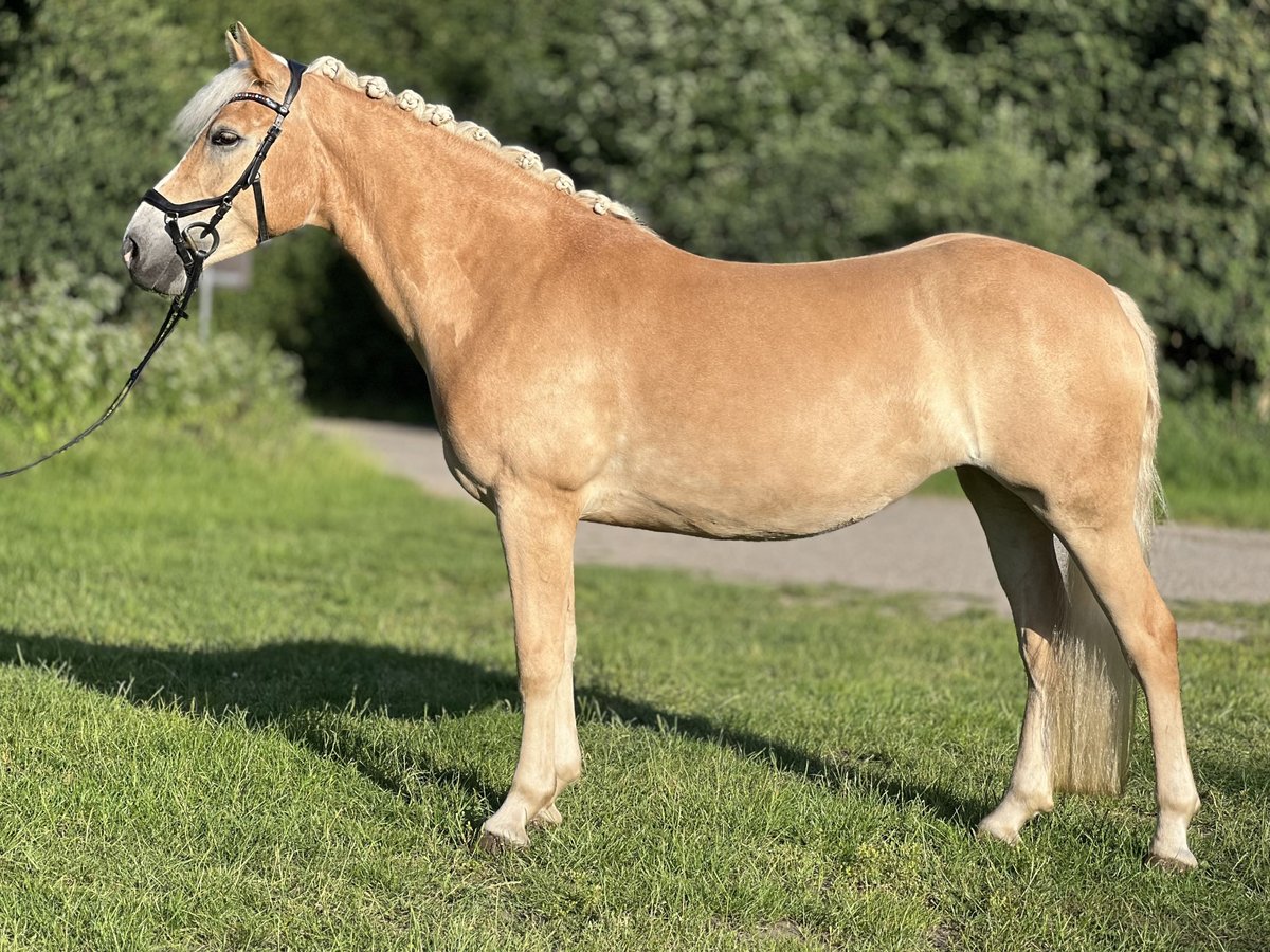 Haflinger Stute 5 Jahre 147 cm Fuchs in Seedorf