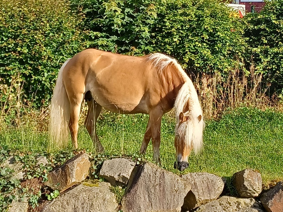 Haflinger Stute 5 Jahre 147 cm Fuchs in Wuppertal