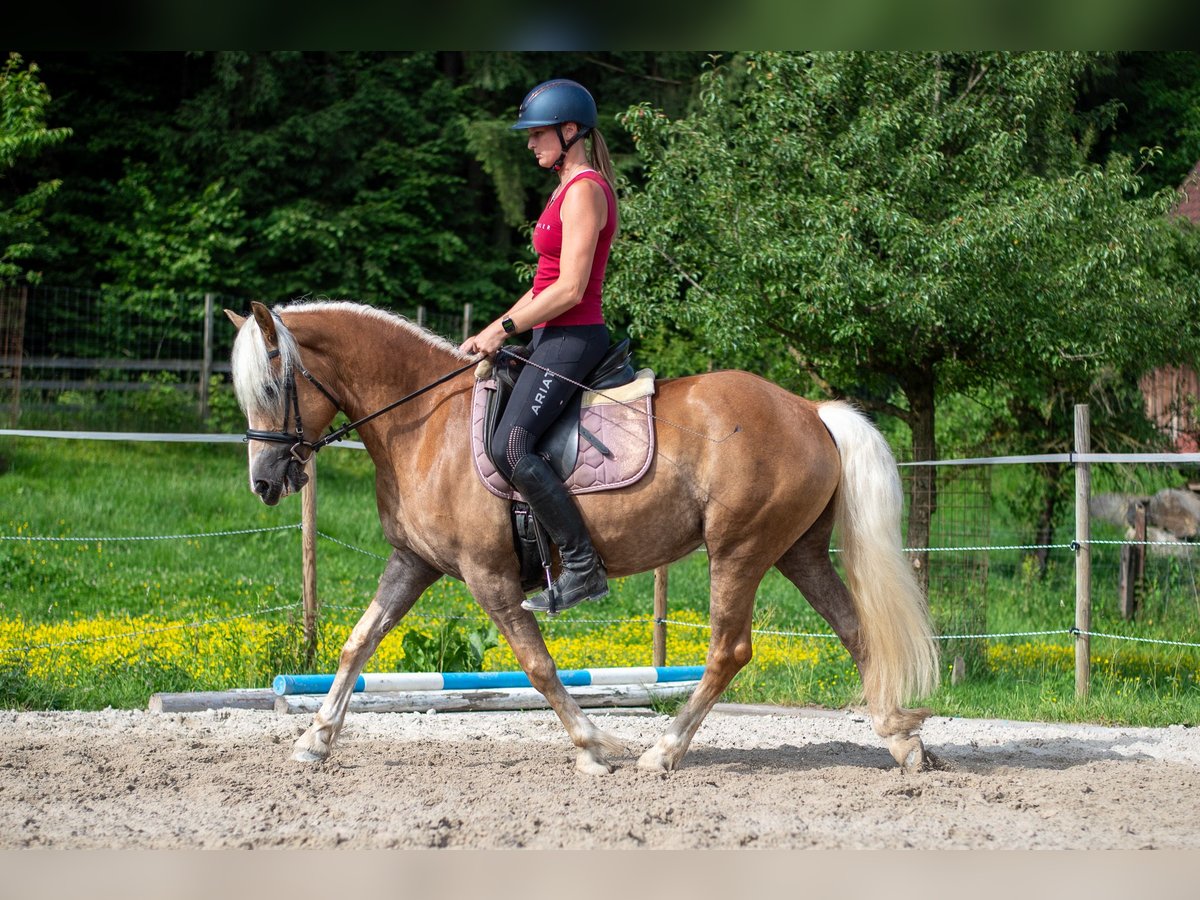 Haflinger Stute 5 Jahre 148 cm Fuchs in Villach