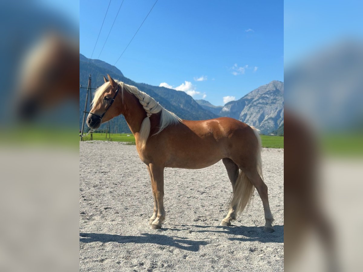 Haflinger Stute 5 Jahre 148 cm Fuchs in Saalfelden