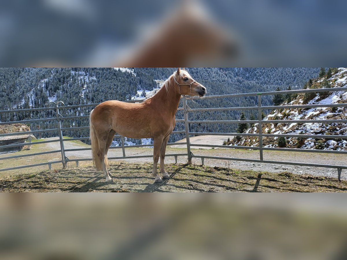 Haflinger Stute 5 Jahre 149 cm Fuchs in St. Sigmund im Sellrain