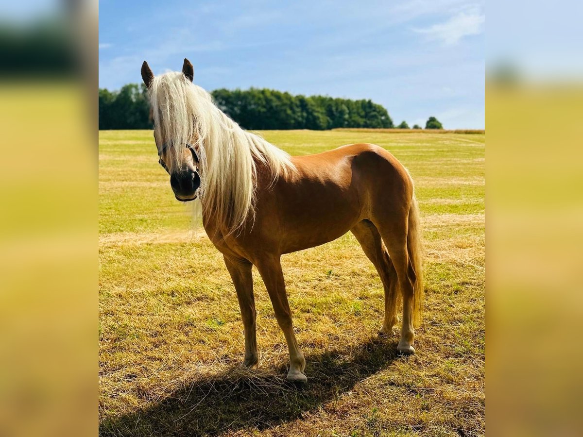 Haflinger Stute 5 Jahre 150 cm Fuchs in N&#xFC;rburg