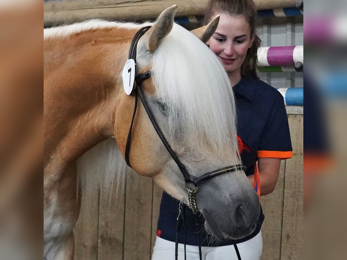 Haflinger Stute 5 Jahre 150 cm Fuchs in Schijndel