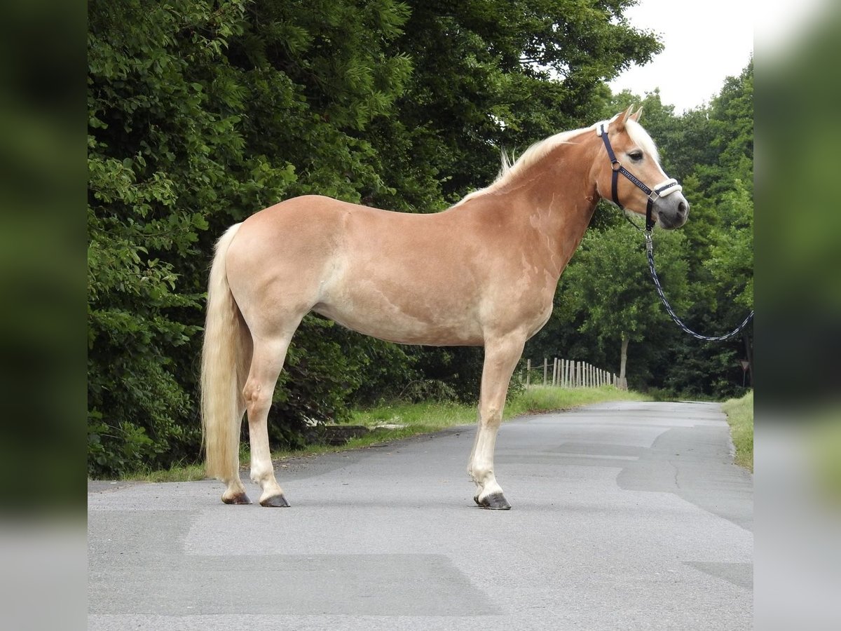 Haflinger Stute 5 Jahre 152 cm Fuchs in Verl