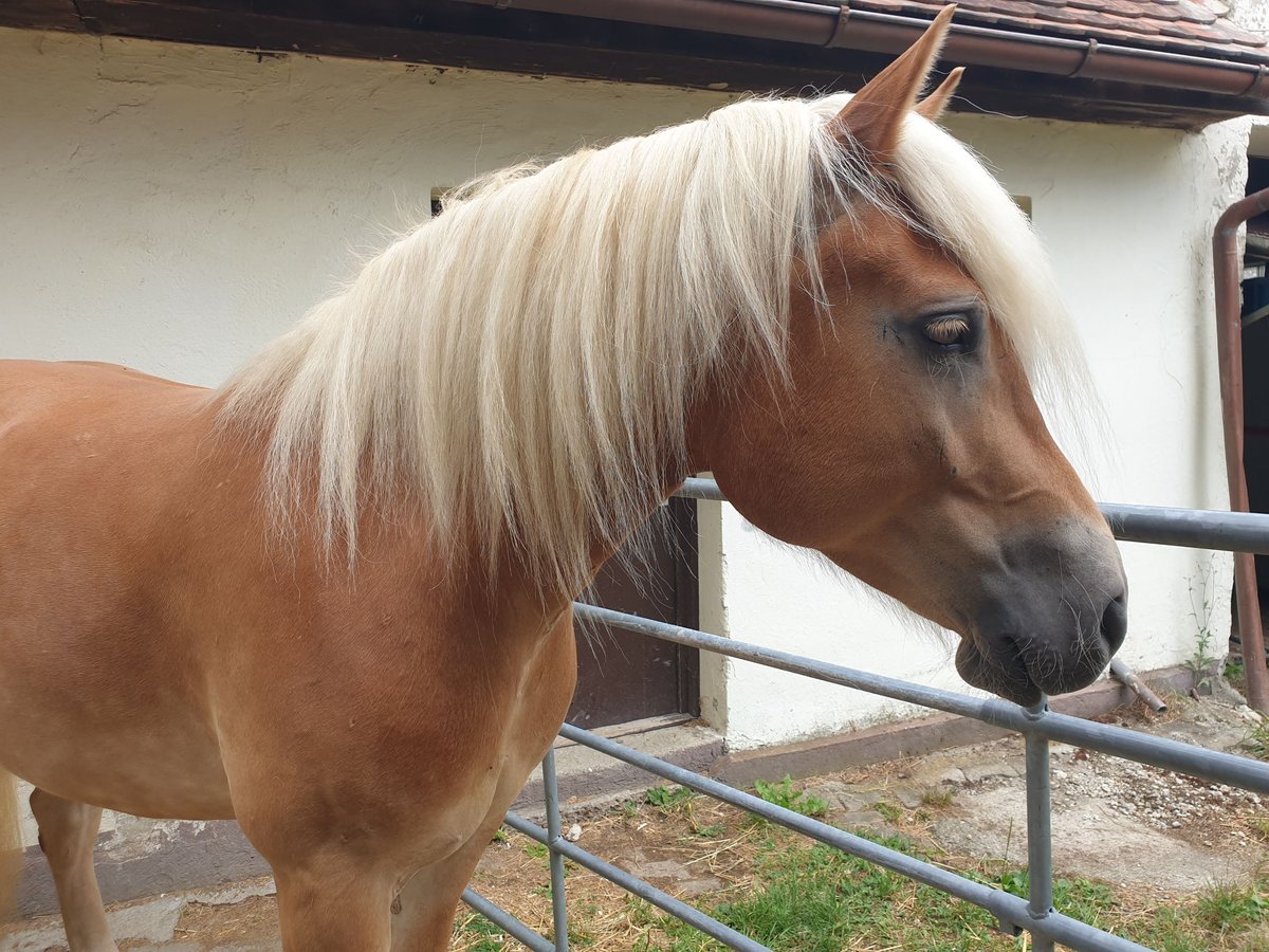 Haflinger Stute 5 Jahre 153 cm in Diedorf