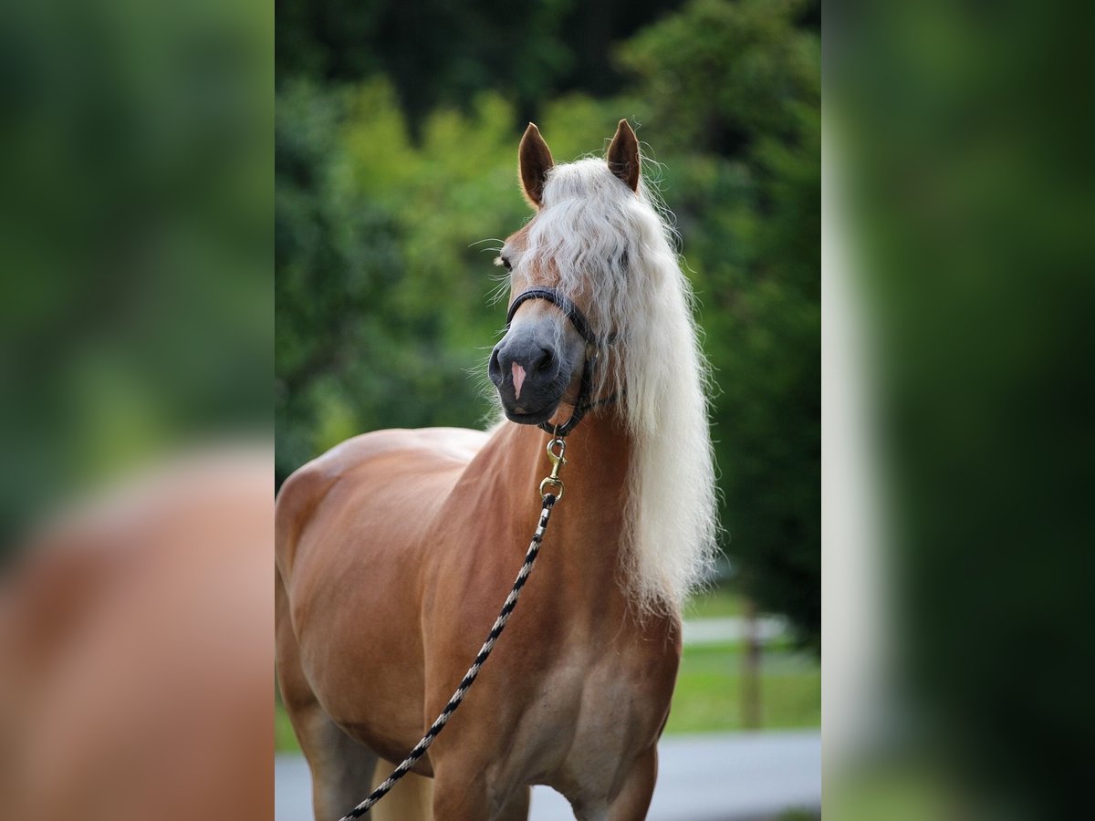 Haflinger Stute 5 Jahre 153 cm Fuchs in Harsewinkel