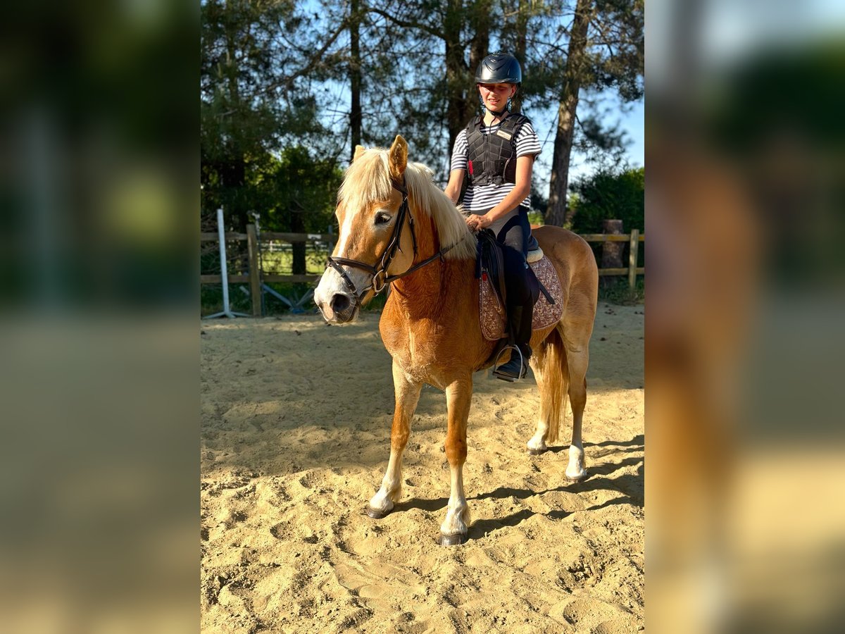Haflinger Stute 5 Jahre 153 cm Palomino in Bornem