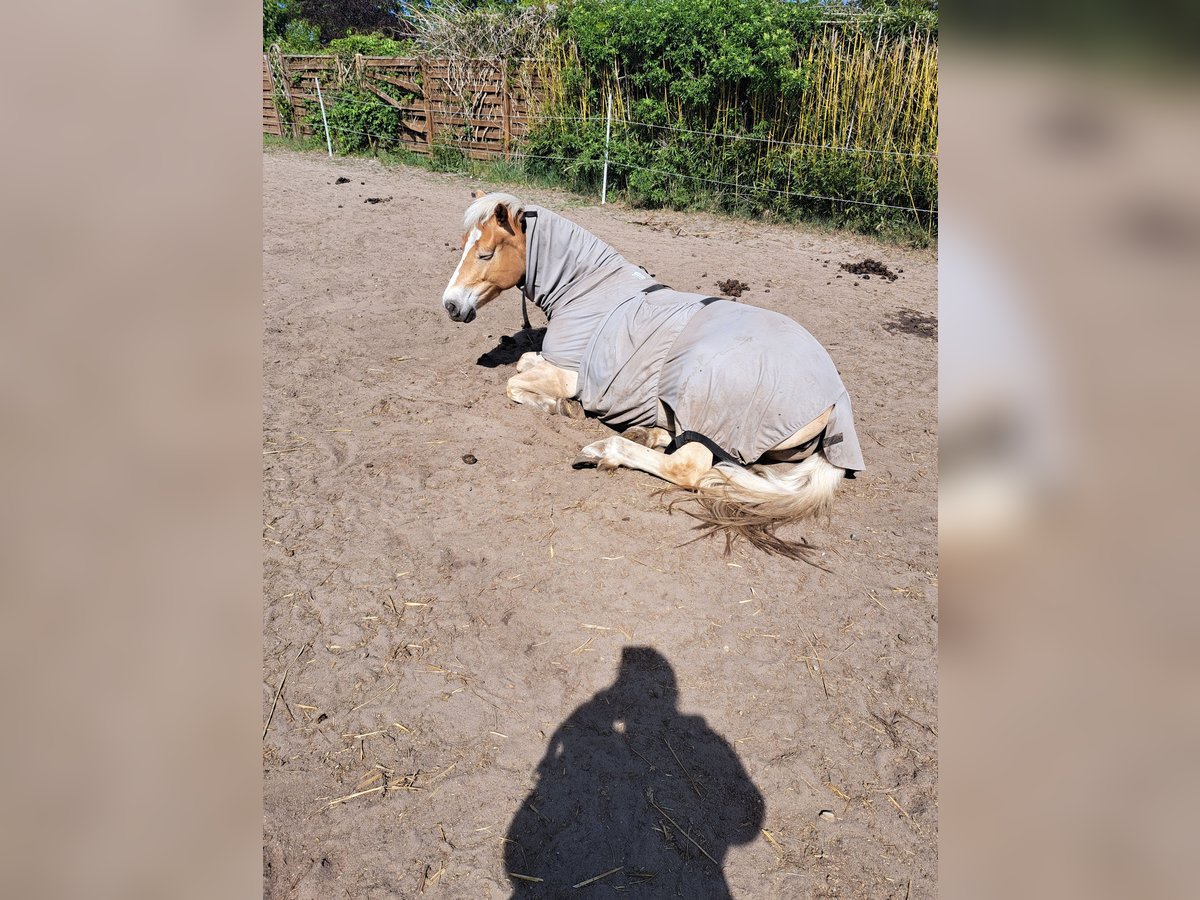 Haflinger Stute 5 Jahre 154 cm in Oyten