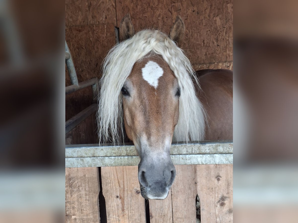 Haflinger Stute 5 Jahre 154 cm in Landeck