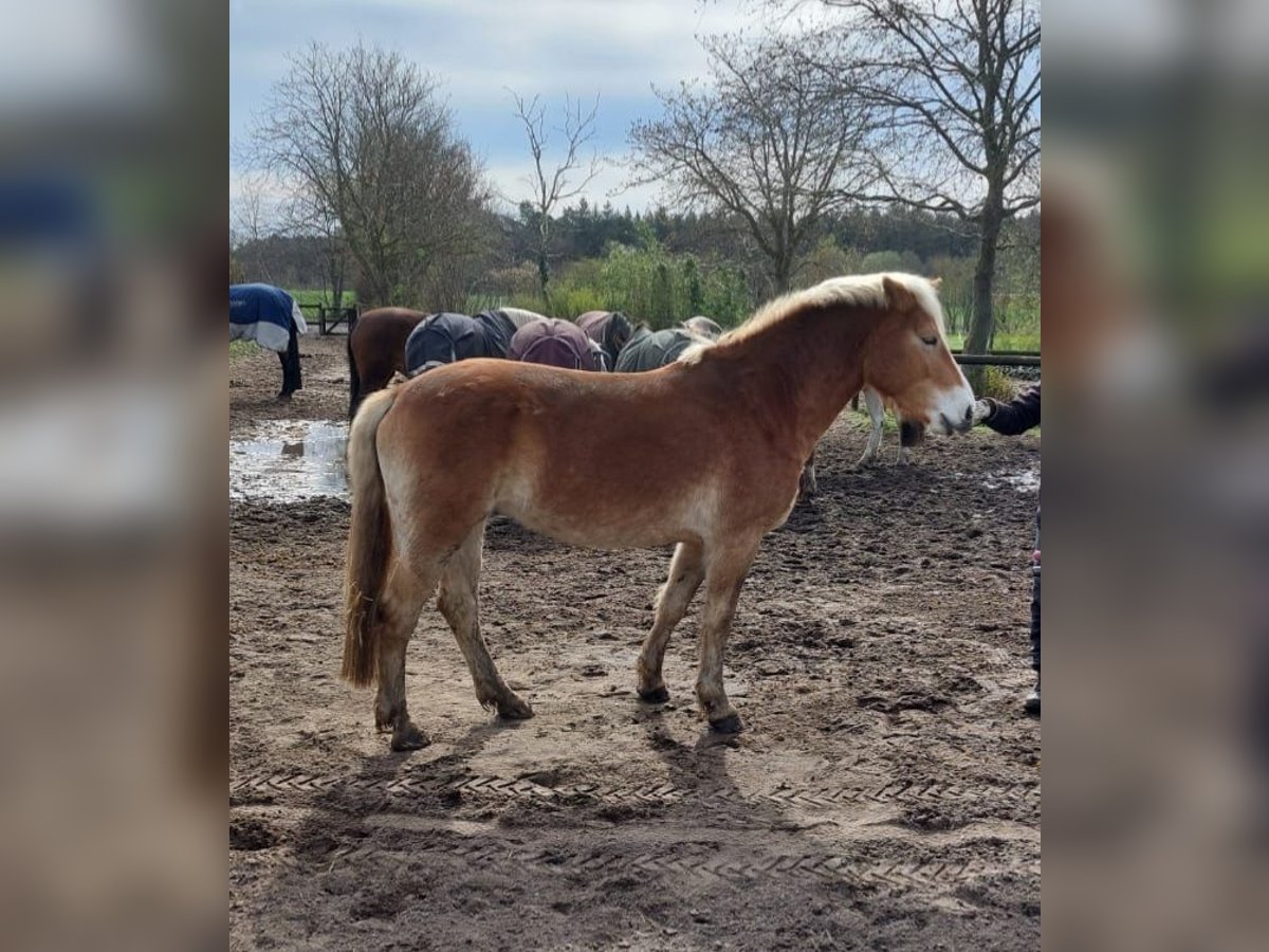 Haflinger Stute 5 Jahre 154 cm Fuchs in Oyten Haflinger Stute 5 Jahre 154 cm Fuchs in Oyten