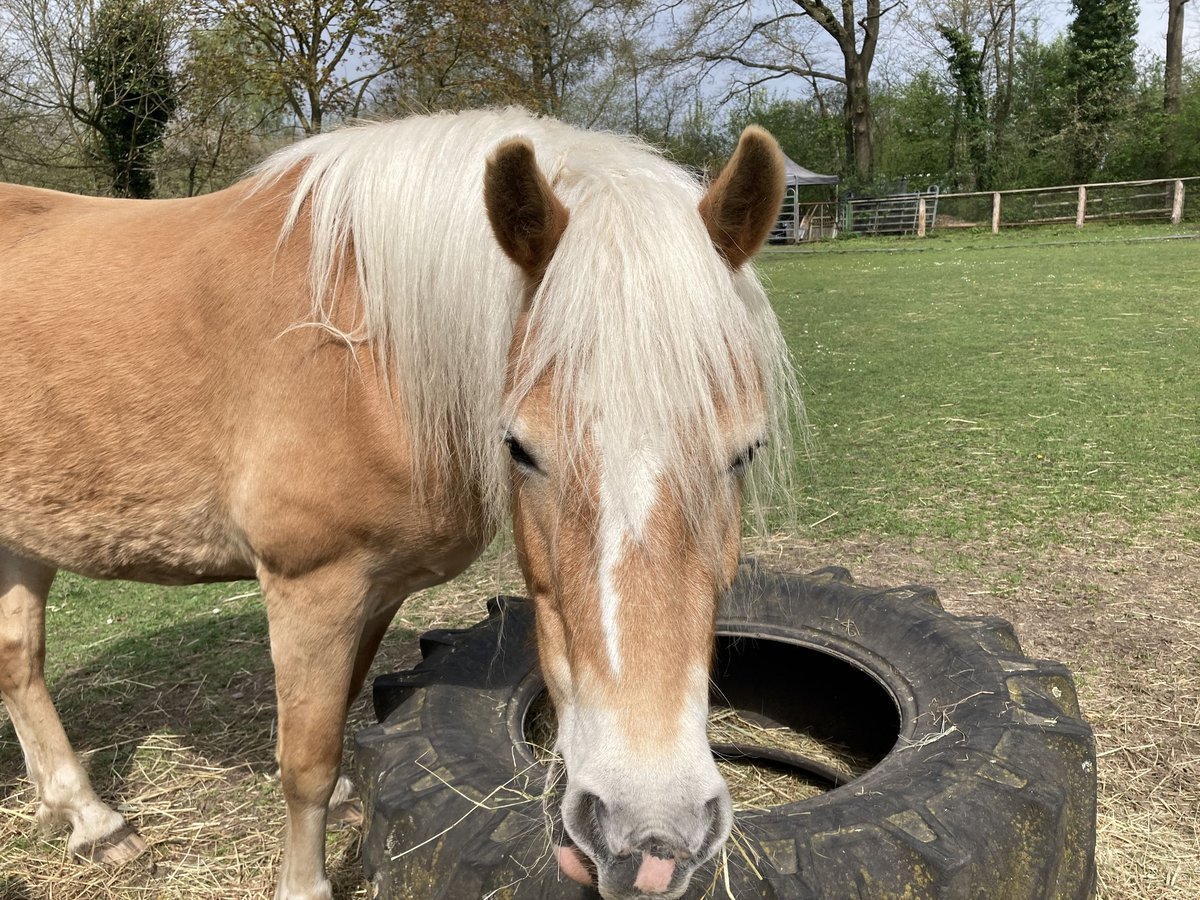 Haflinger Stute 5 Jahre 154 cm Fuchs in Hamburg Rahlstedt