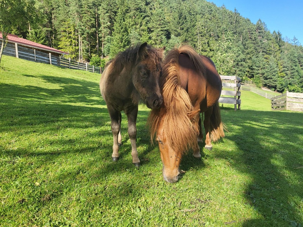 Haflinger Stute 5 Jahre 81 cm Fuchs in Schladming