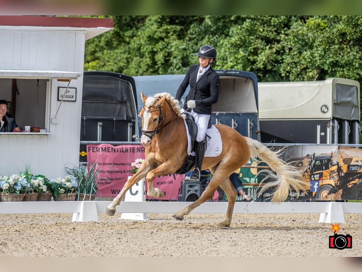 Haflinger Stute 5 Jahre in Raipoltenbach
