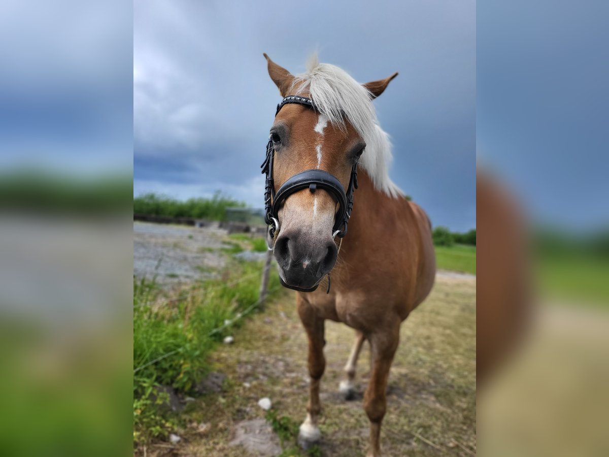 Haflinger Stute 6 Jahre 148 cm Fuchs in Wiemerstedt