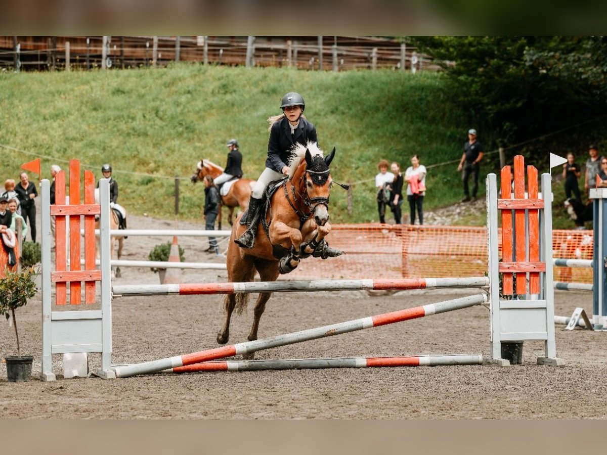 Haflinger Stute 6 Jahre 149 cm Fuchs in Ginau