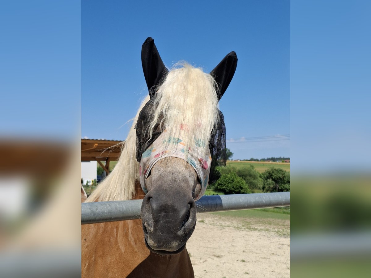Haflinger Stute 6 Jahre 151 cm Champagne in Niedereschach